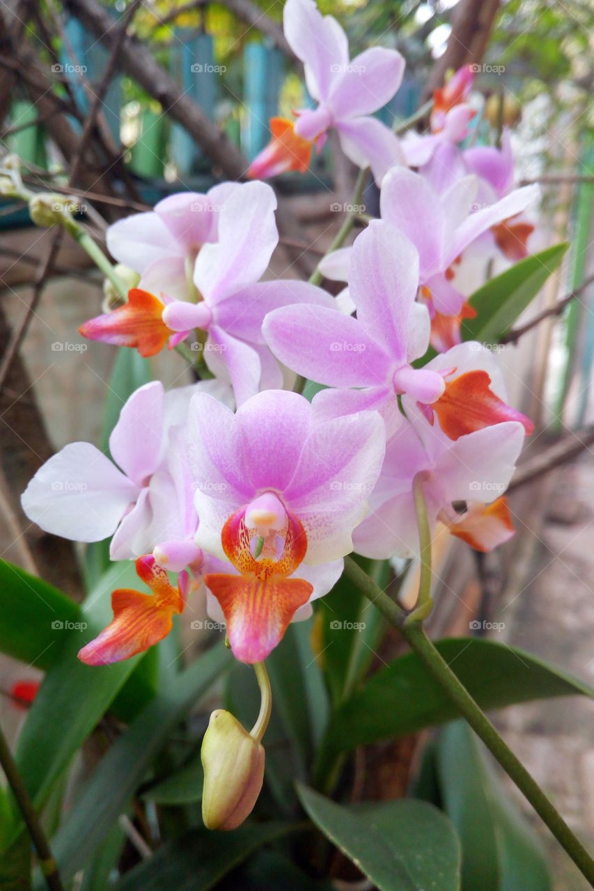 color of orchid