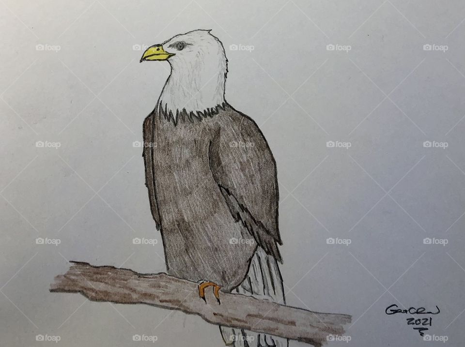 Bald Eagle 