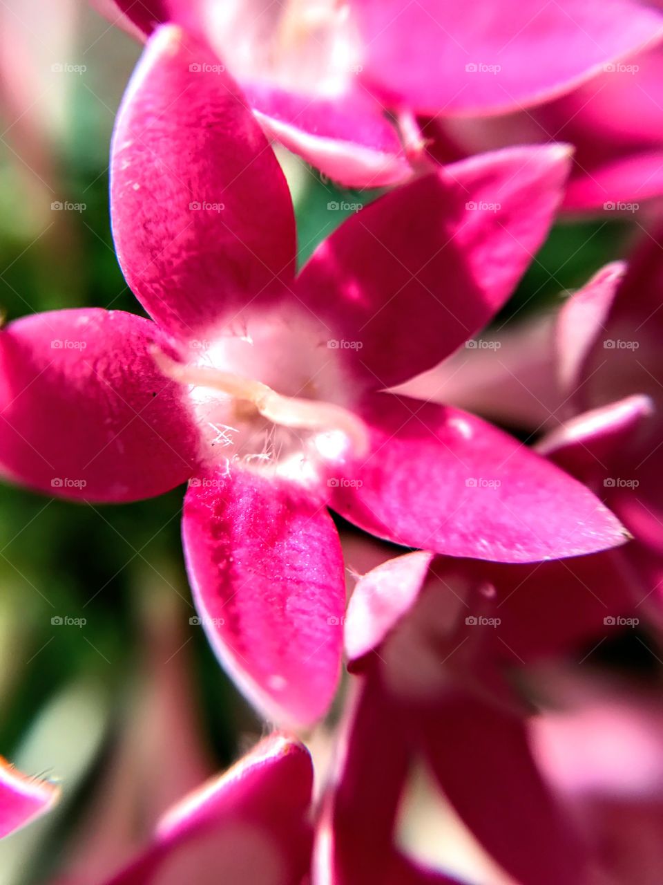 Fuchsia Penta Flower - detail