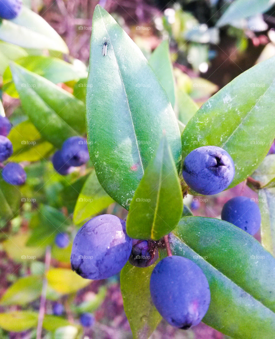 Myrtle mediterranean wildberry,from Sardinia Island