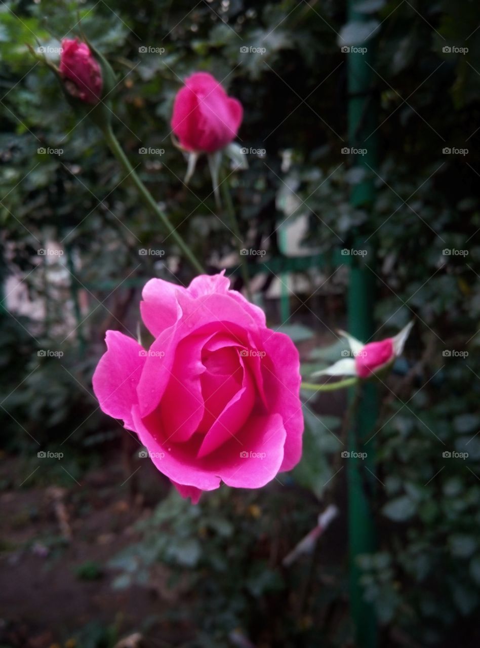 Роза rose flower