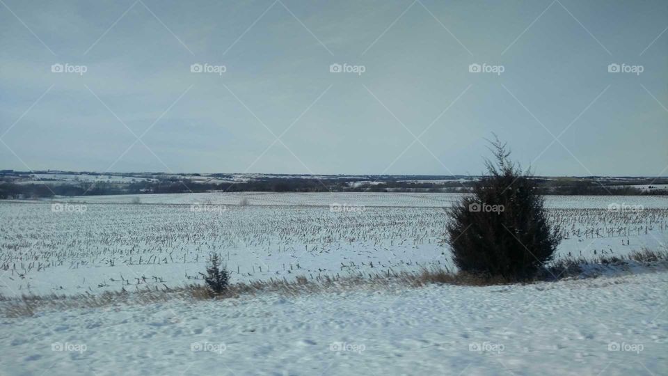 A cold snowy day out in the countryside. Rows of dead cornstalks can be seen for miles sticking out of the snow. What I like most about this picture is that you can see for miles and miles and miles!