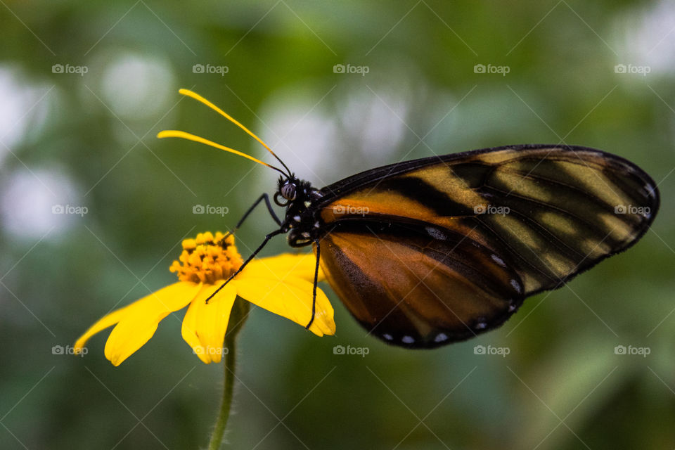 A beautiful orange butterfly pollinating on top of a yellow flower.