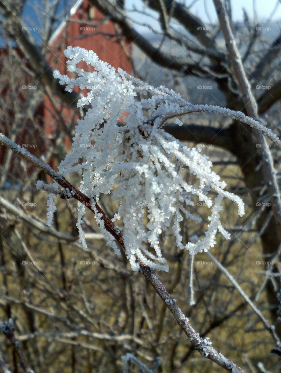 Ice Crystals. It was a frosty morning and I liked  the contrast between the crystals and the red  barn.