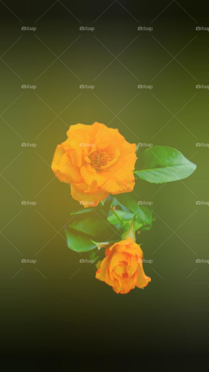 colourful golden rose