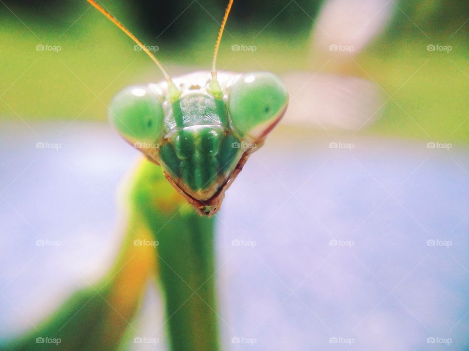 Preying mantis