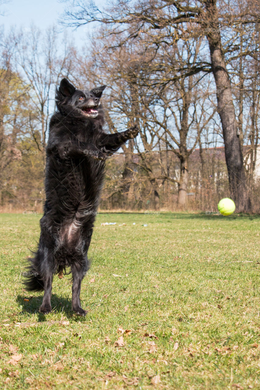 Dog bad at playing ball