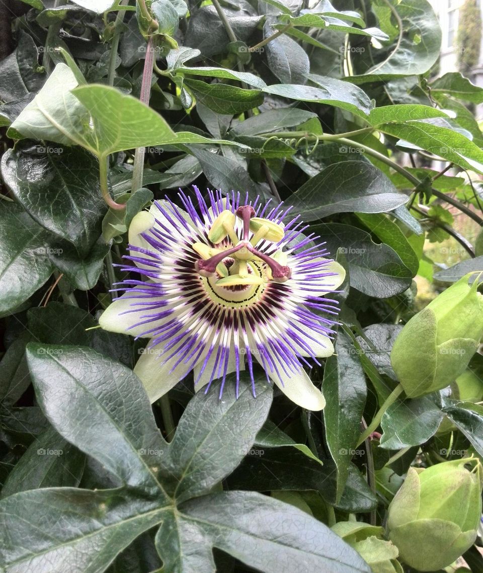 Incredible flower of Passiflora Caerulea