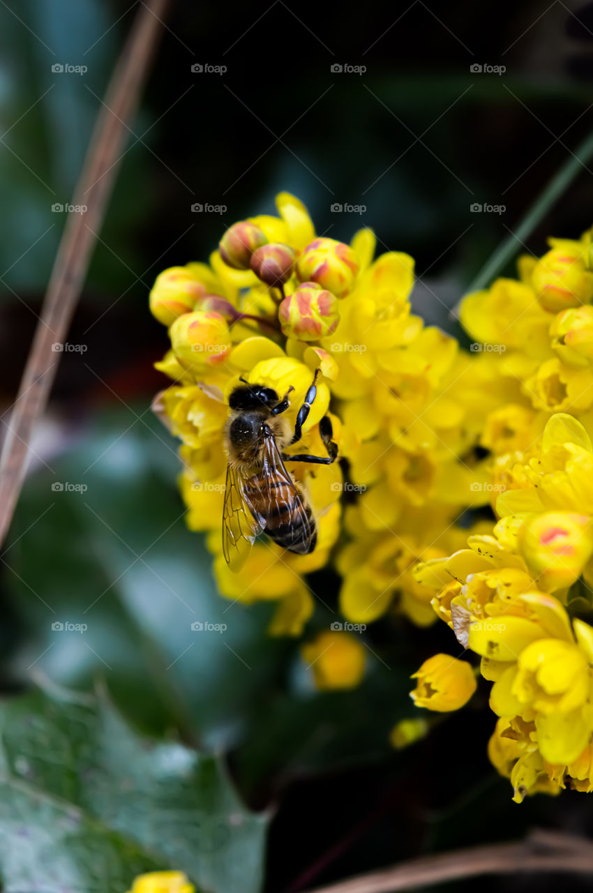 sweet honey - hardworking bee in spring