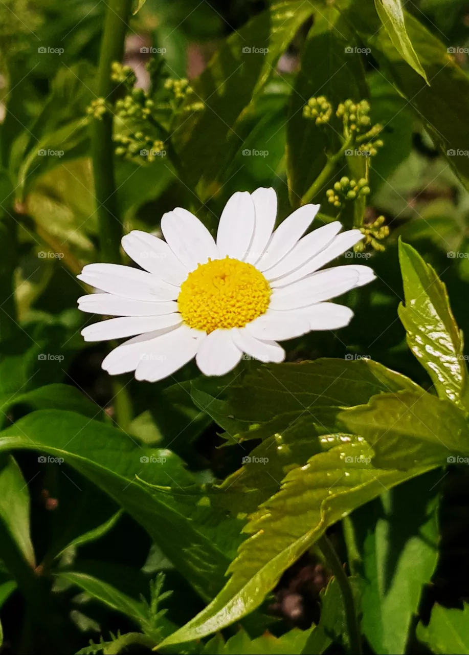 flower