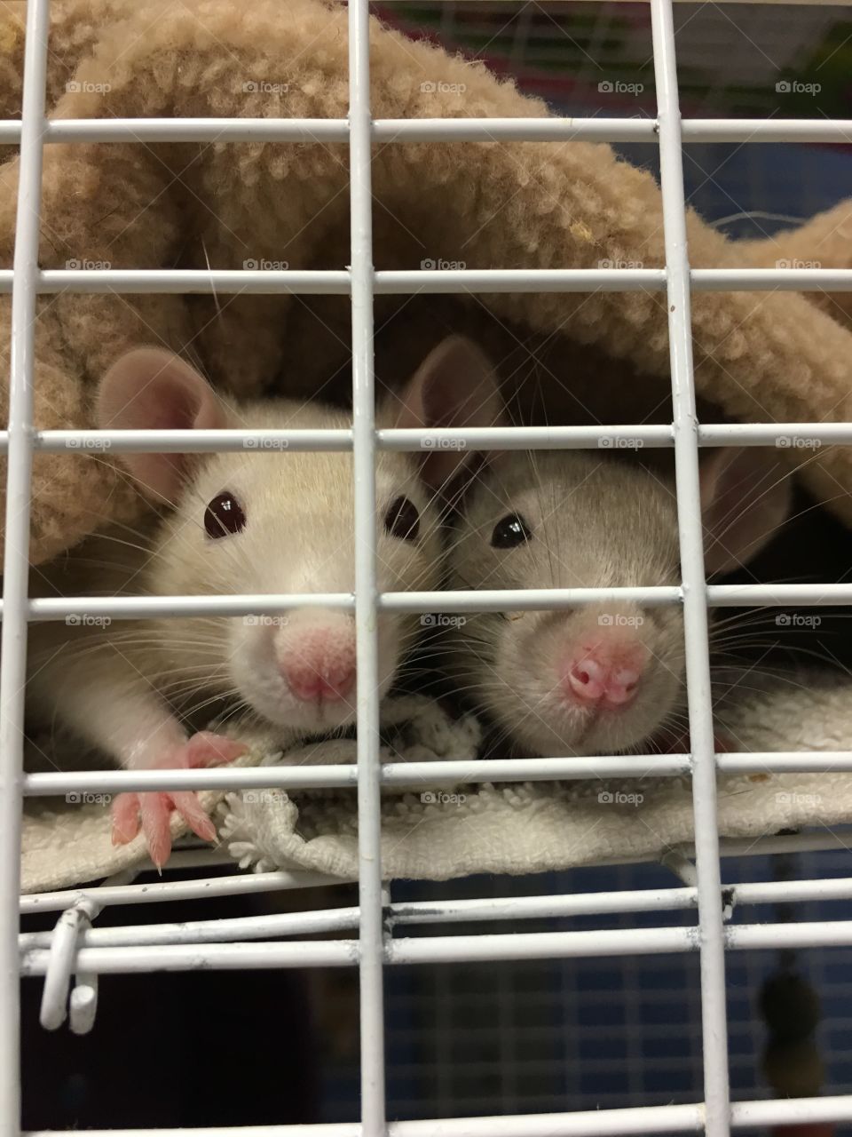 Cute rats