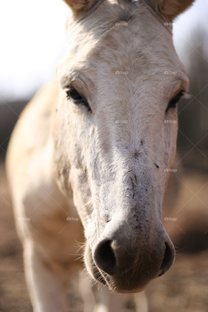 This donkey was so curious. He came to say hallo to the camera and see what he could find