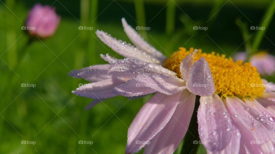 Pink flower close-up with dew on the petals