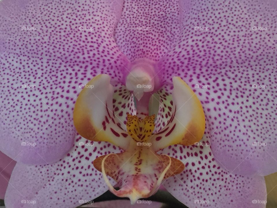 Orchid 