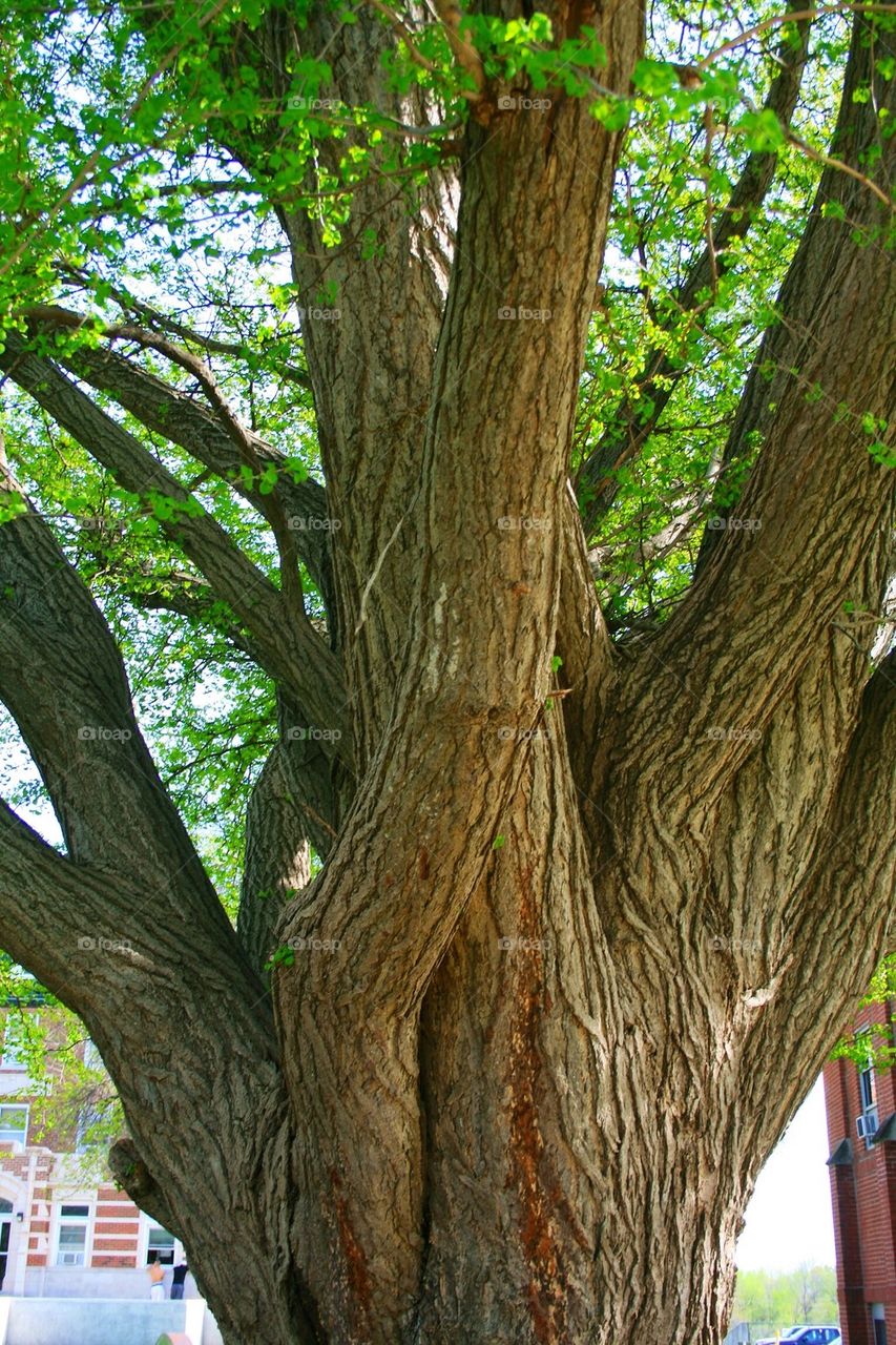 Branching Into the Sky