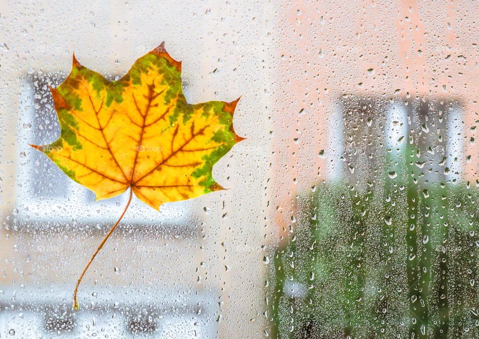 One colorful autumn maple leaf is glued to a window pane wet from rain in a city apartment with a blurred background, close-up side view.