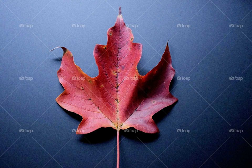 Maple Leaf