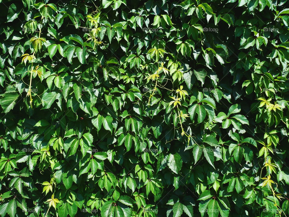 texture of green leaves of a wild vineyard