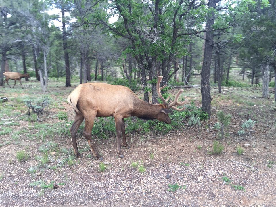 Elk grazing near Grand Canyon National Park. 