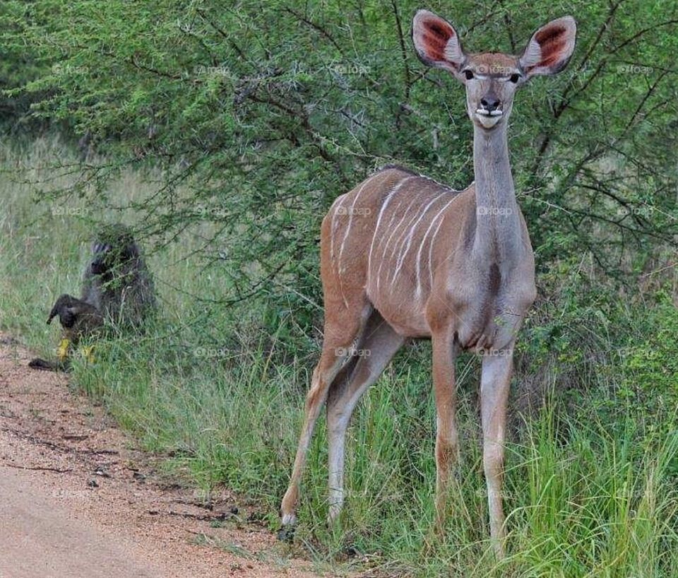 Wild life in the Krüger Park South Africa