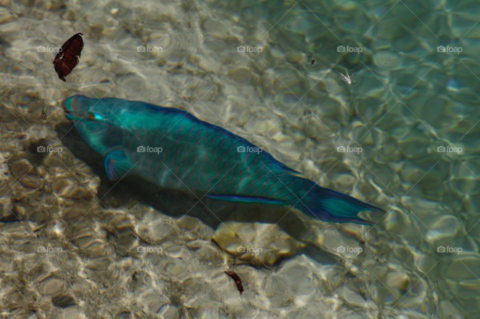 Parrot fish