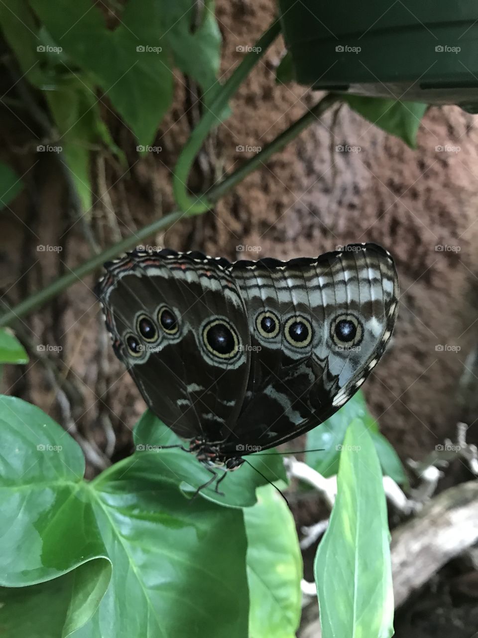 Spotted Butterfly