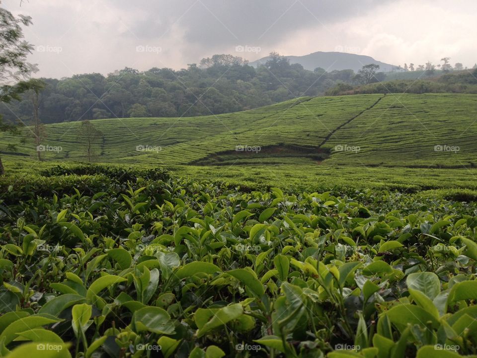 Amazing tea plants##@ Munnar