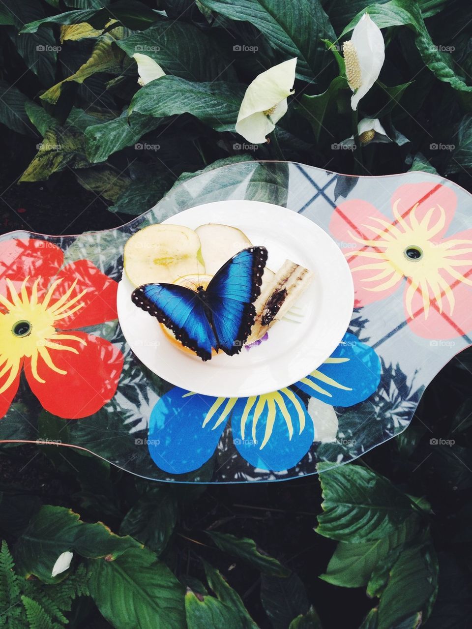 Butterfly Morpho eating