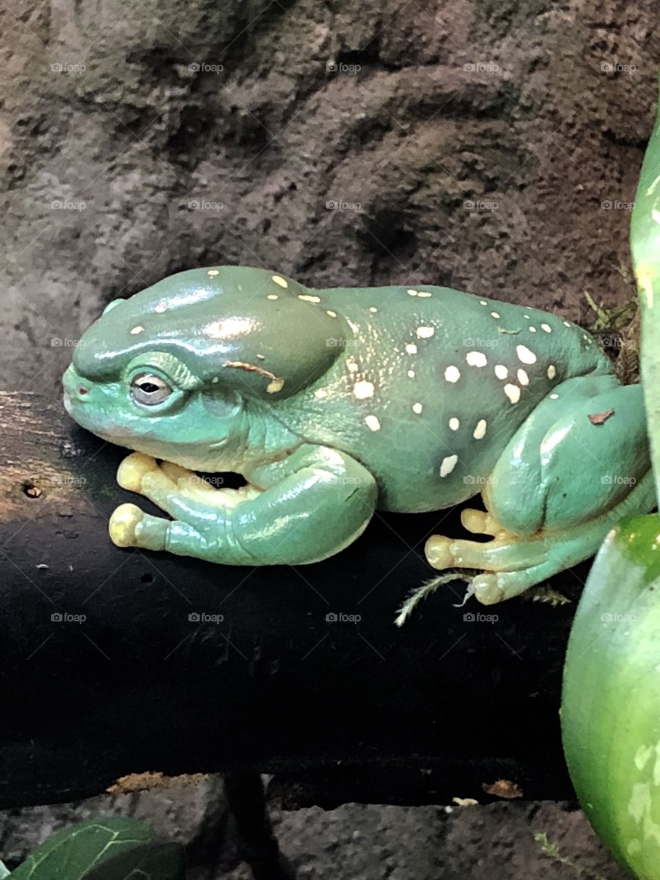 It ain’t easy being green