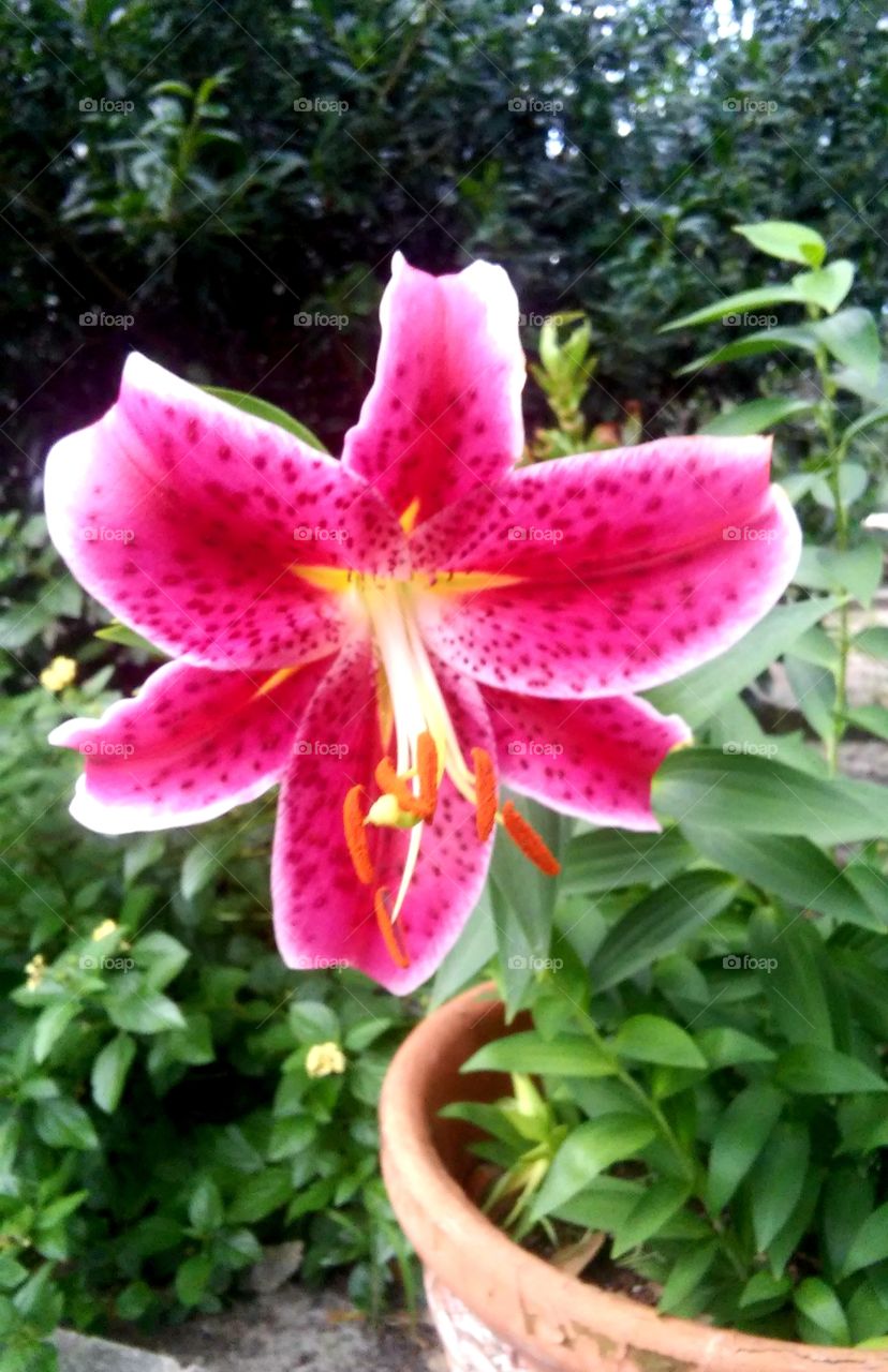beautiful lilly