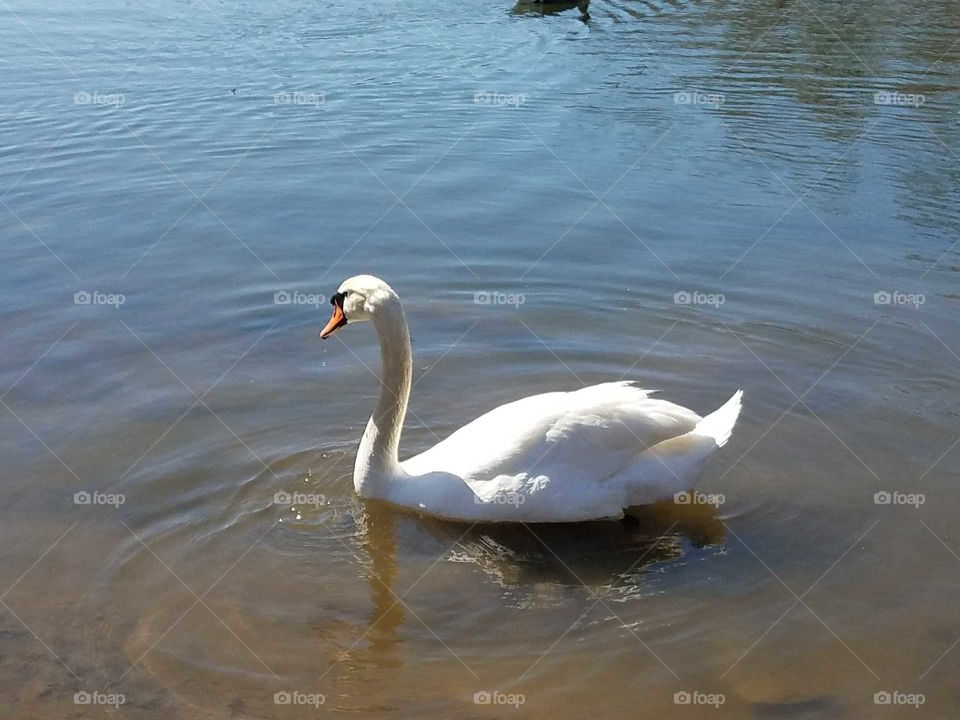Swan in Prospect Park