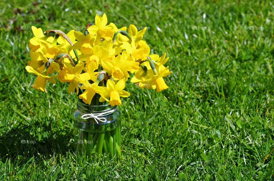 golden bells plants flowers on grass background