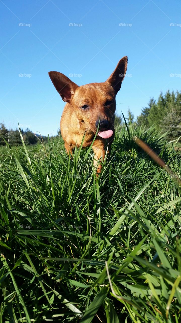 dogs tongue