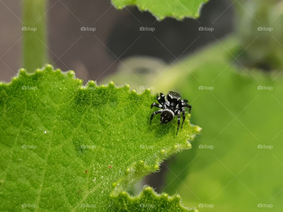 Cute Spider On a Green Leaf