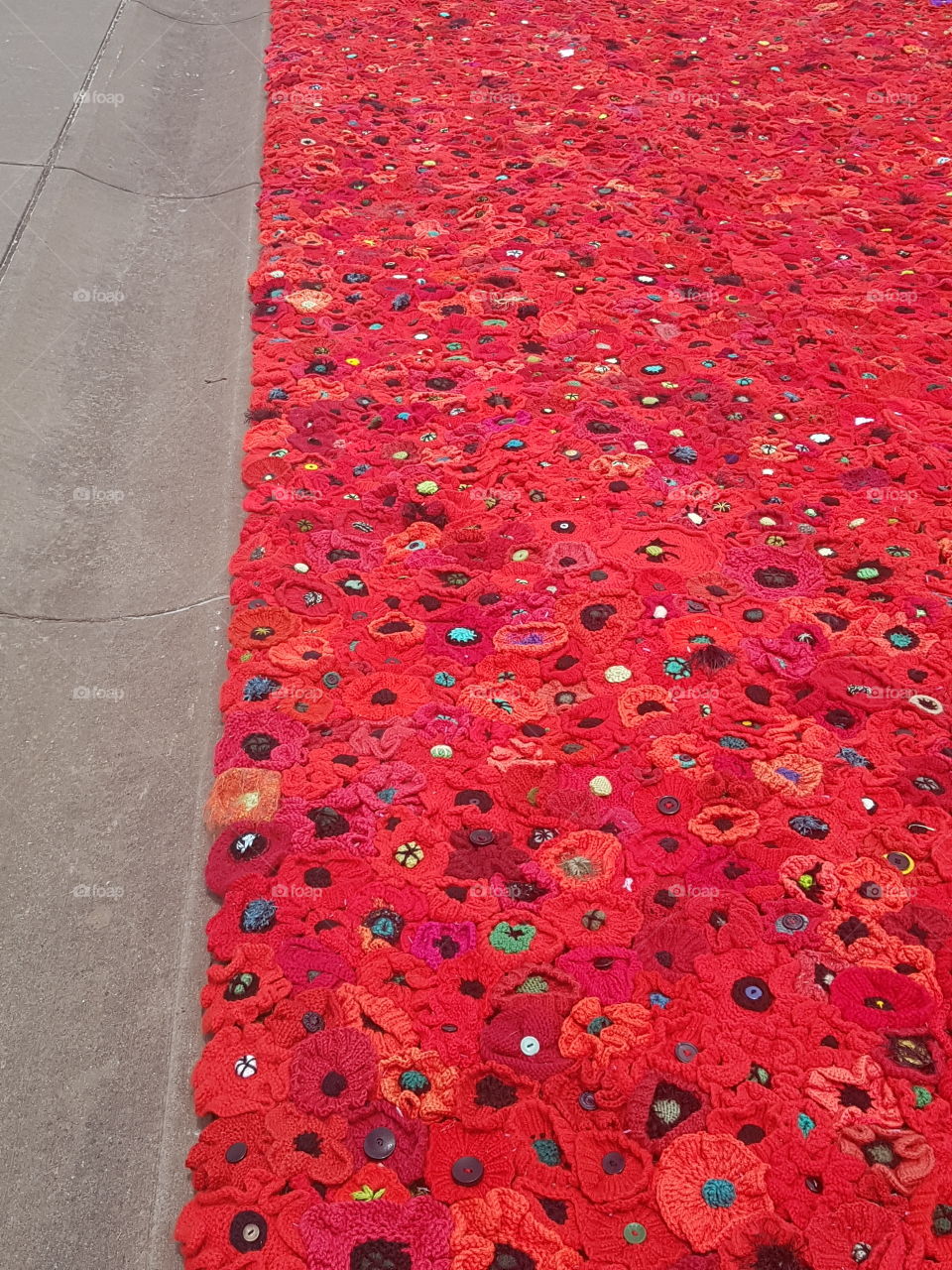 Carpet of Poppies