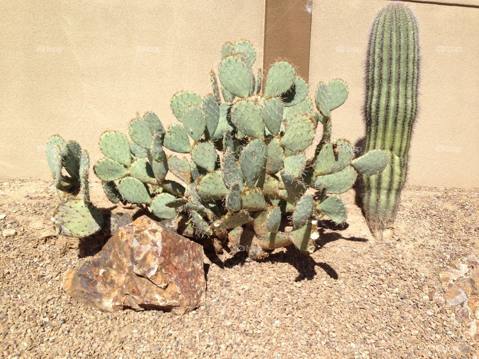 Cactus