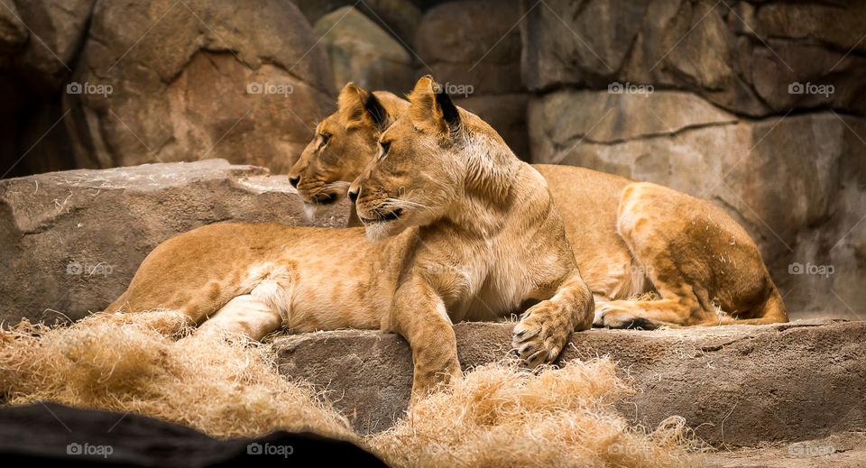 Two Lion profiles at the Milwaukee County zoo