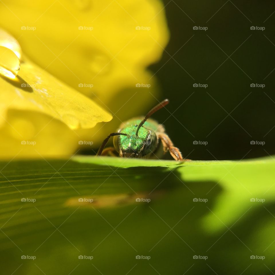 Green-headed bee closeup on leaf with shadow series grooming after a summer rain shower 