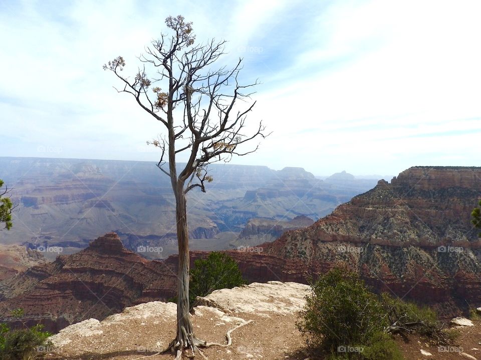 View of bare tree in grand canyon