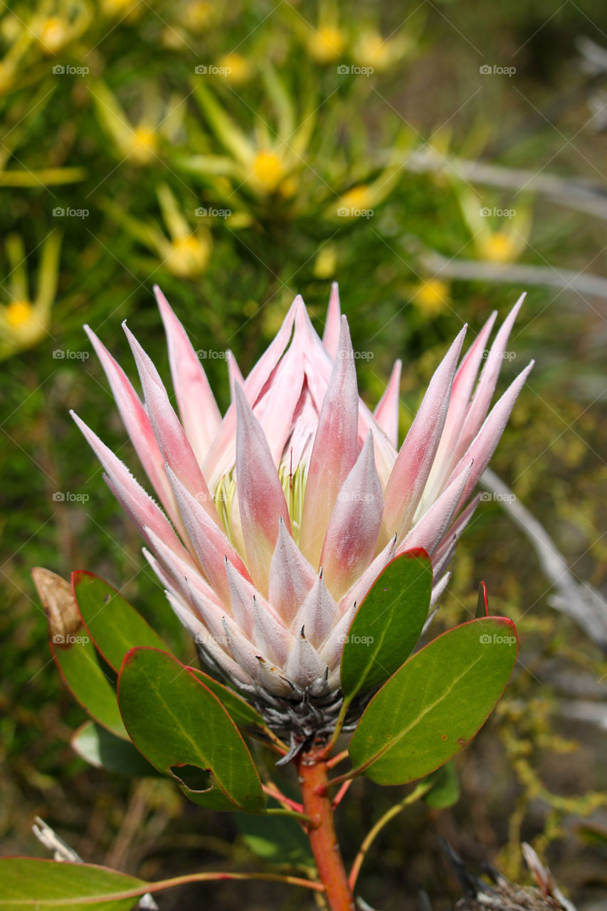 Protea flower of South Africa