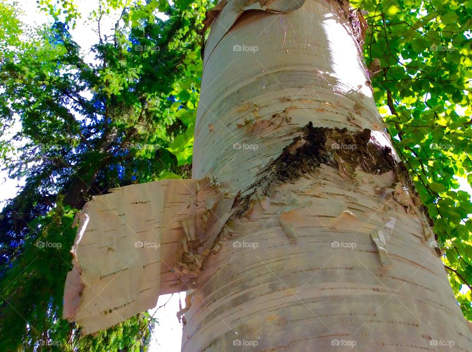 Peeling white tree bark