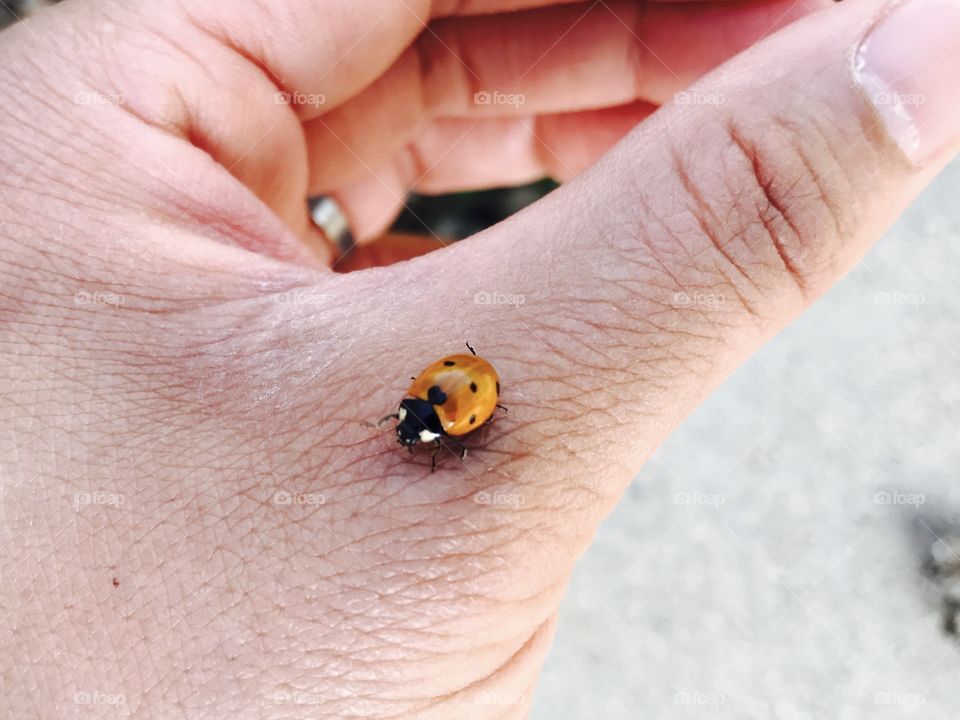 Ladybug handling 