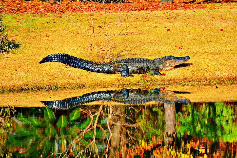 Alligator reflecting on lake