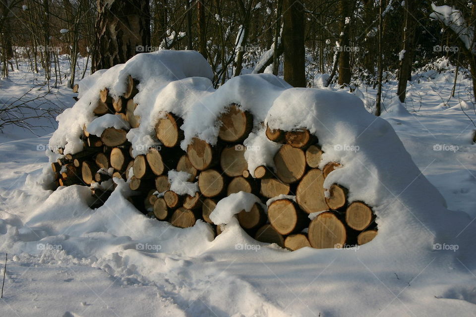 tree logs