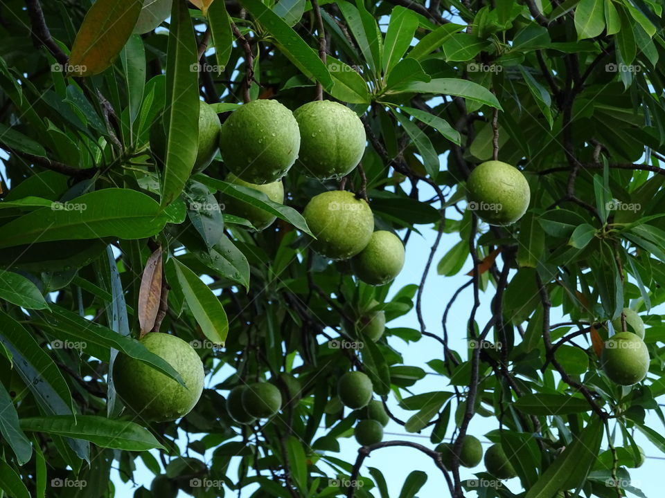 pong pong tree (ต้นตีนเป็ดน้ำ)