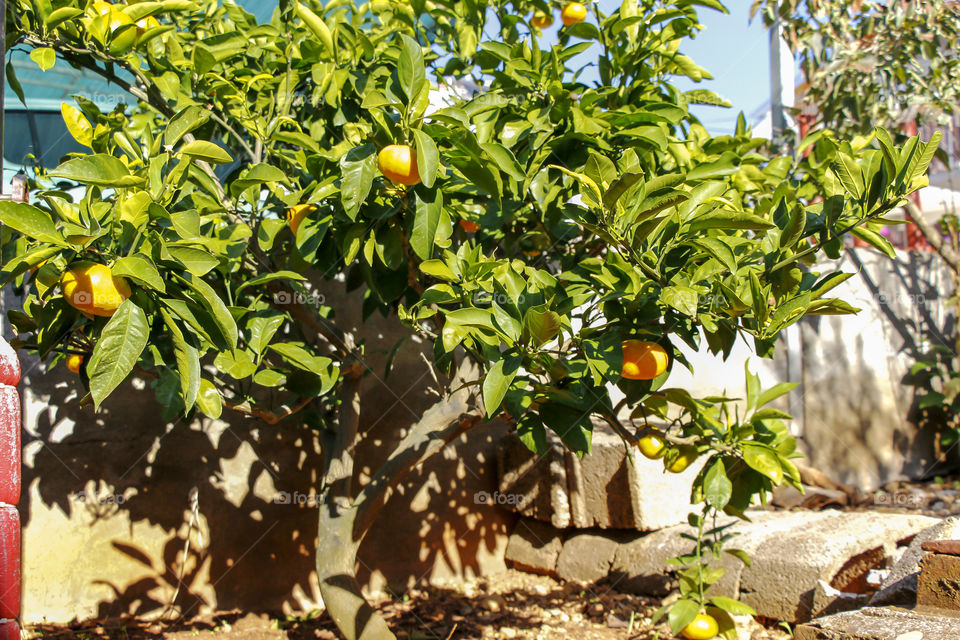 Tangerines