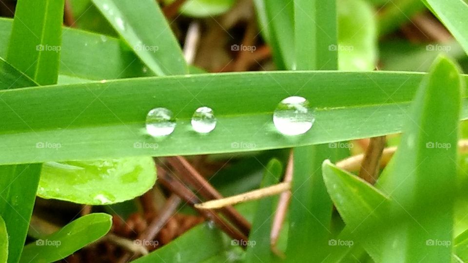 beautiful macro shots-water drops