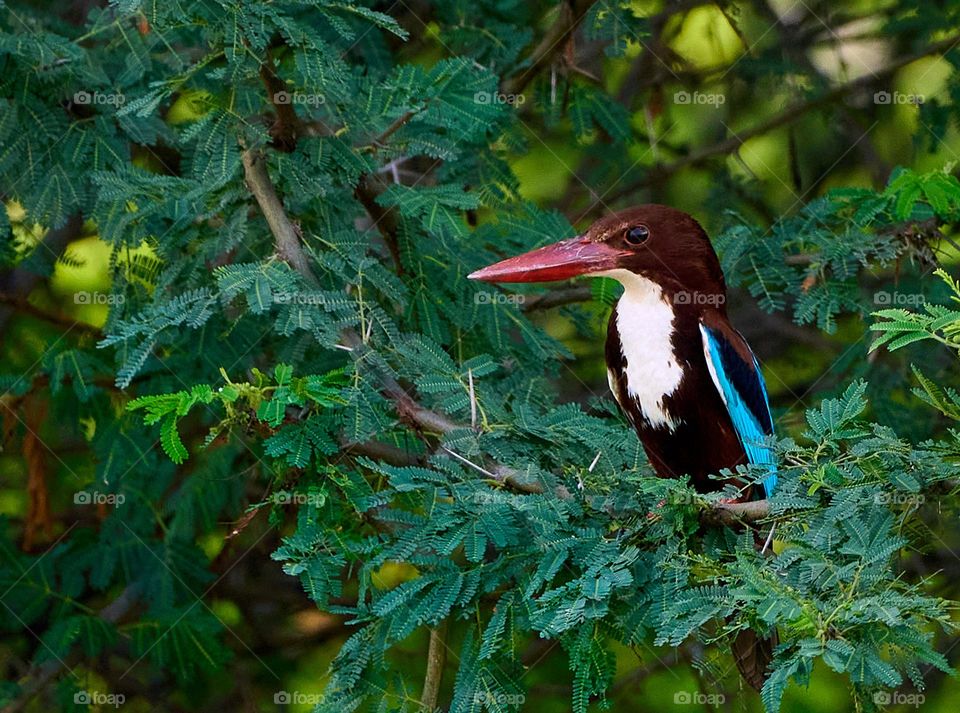 Bird photography - King fisher - white throat 