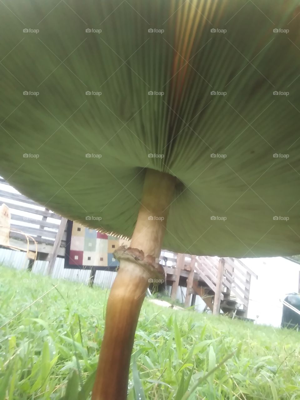 different view of a mushroom