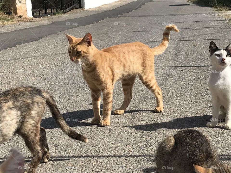 Curious cats Crete Greece 